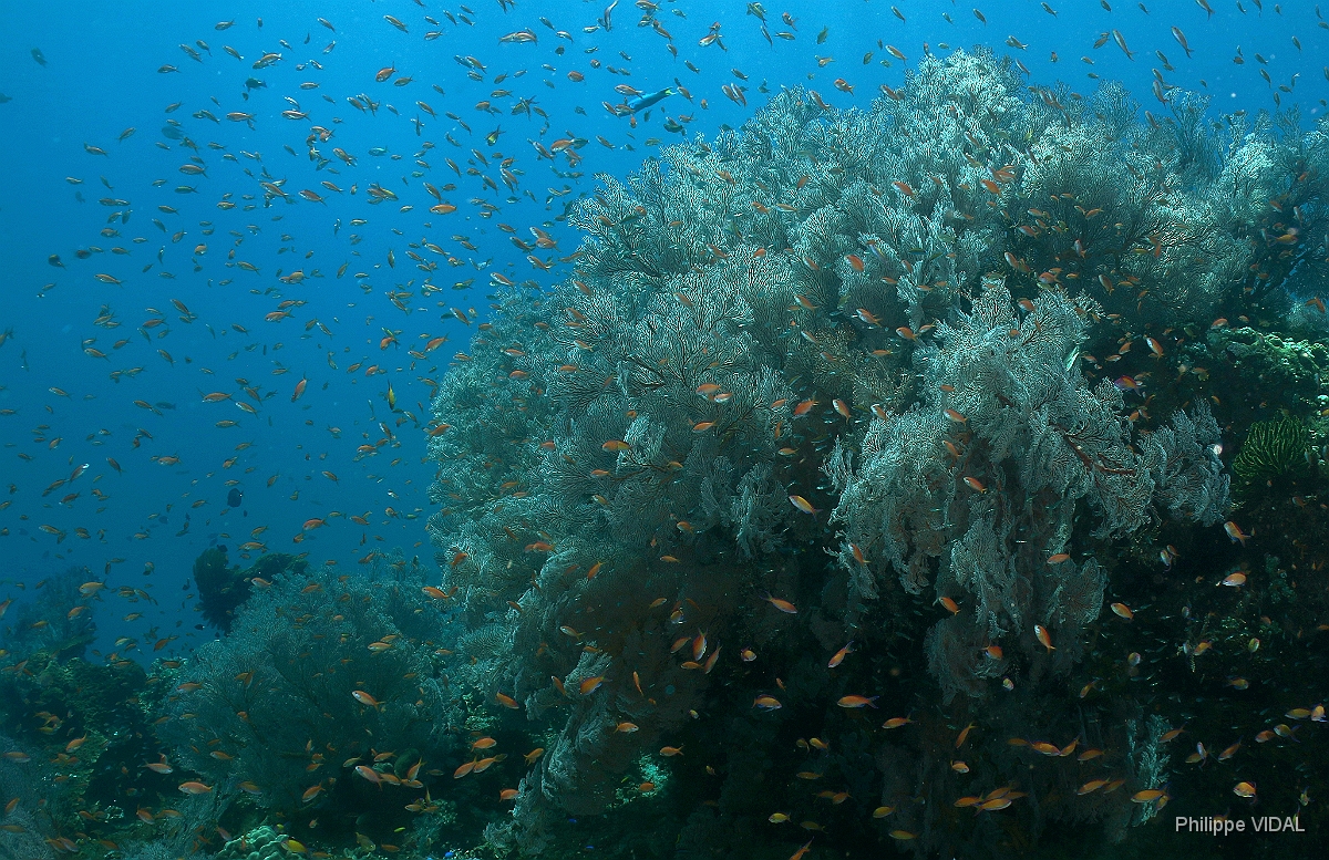 Bali 2016 - Liberty - Corail - IMG_5875_rc.jpg